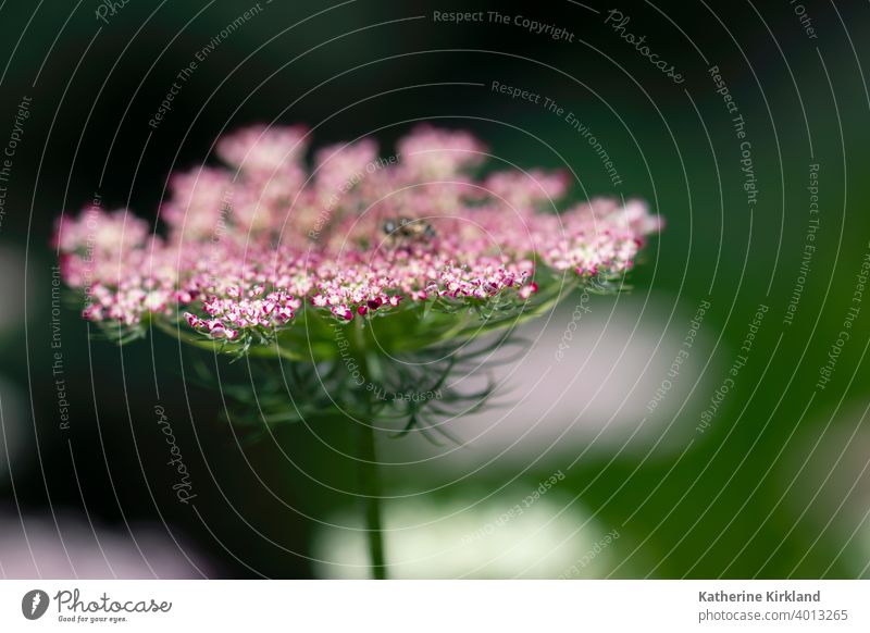 Red Queen Ann's Lace Flower queen anns lace carrot wild Green pink purple white red meadow field closeup Nature Natural wildflower Floral native Summer Spring