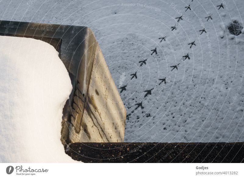 Footprints of a bird on frozen river, footprints | now but quickly ... off the ice Bird Seagull Snow Frozen surface Winter Exterior shot Tracks Ice Cold Frost