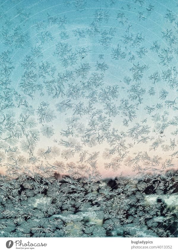 Frosty prospects Window Window pane View from a window Frostwork Ice Flower chill Winter Cold Frozen Freeze Ice crystal Crystal structure White Blue Hoar frost