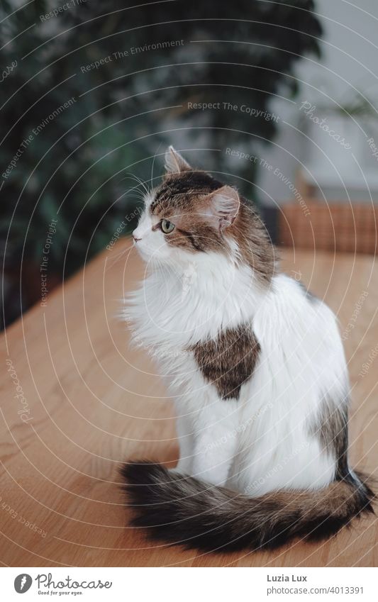 Cat with long fur sits on a wooden table and watches something that only she sees hangover Long-haired Longhaired cat Pet Animal Pelt Domestic cat Looking