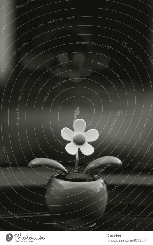 Wiggle flower without color black-and-white Flower little flowers Wiggle Flower car decoration reflection Summer Close-up pretty
