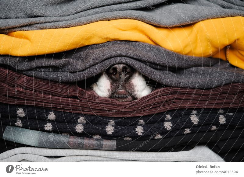 Dog's nose hiding between textures of sweaters and warm clothes. Concept of winter season and pets during cold, hibernation animals body parts close-up view