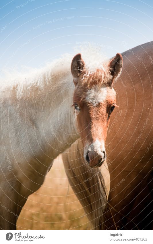 fisheye Nature Pasture Animal Farm animal Horse Iceland Pony 1 2 Baby animal Observe Looking Small Blue Brown White Trust Sympathy Love of animals Fish eyes