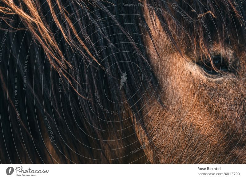 Horse vision Horse's eyes Close-up Brown Mane Eyes Animal portrait Looking Horse's head Animal face