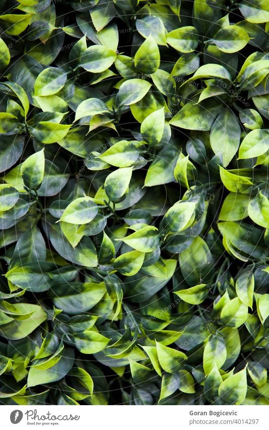Texture of ivy leaves closeup green natural nature plant garden pattern wallpaper foliage environment background leaf ecology summer backdrop texture abstract