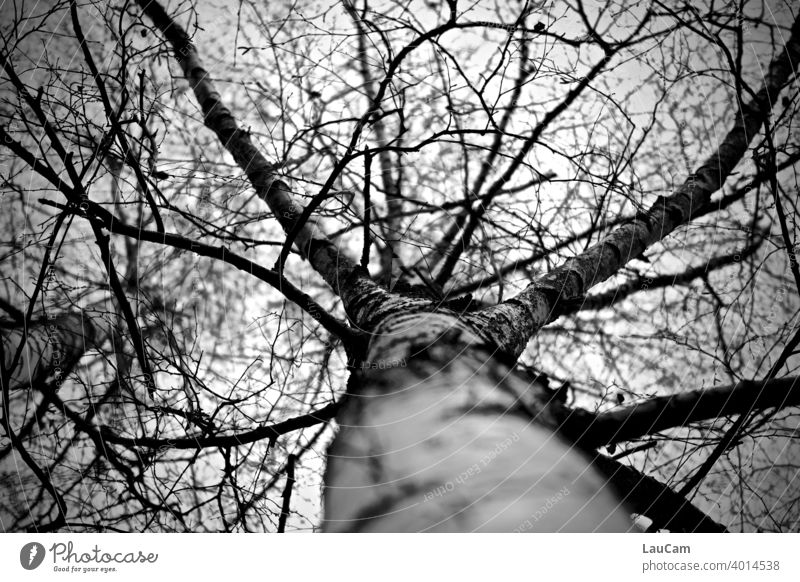 View into the crown of a birch tree Birch tree Tree branches trunk Autumn November black-white Nature Sky Exterior shot twigs Landscape Tree trunk Branch Forest