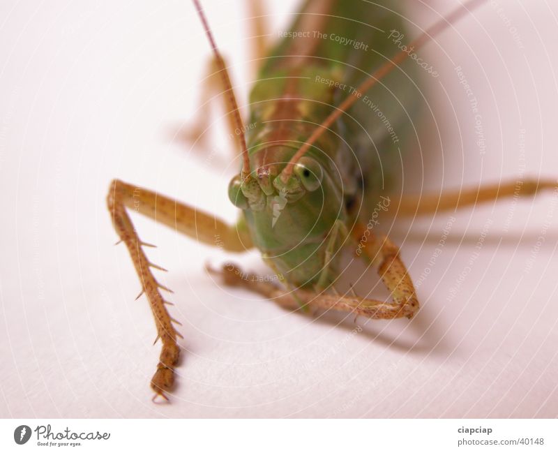 grasshopper Insect Locust