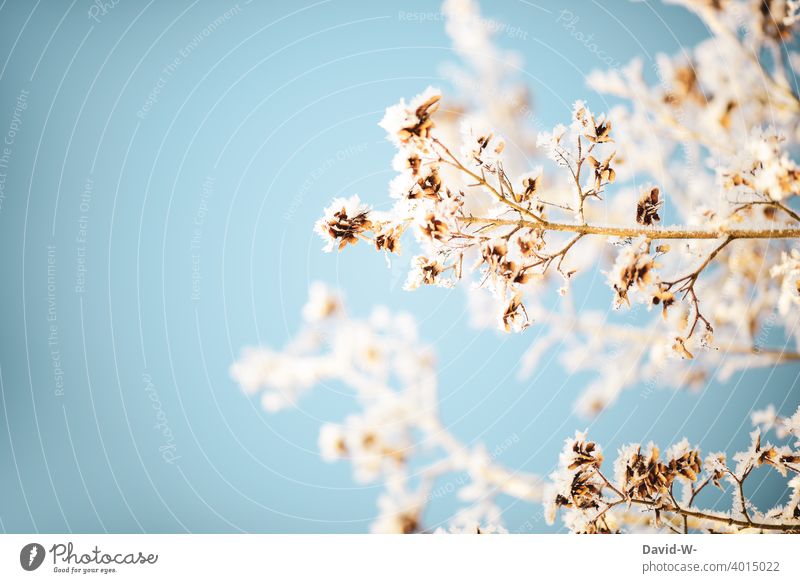 Plants covered with hoar frost in the cold winter Winter Frost Cold plants Hoar frost chill Winter mood White Freeze icily quick-frozen