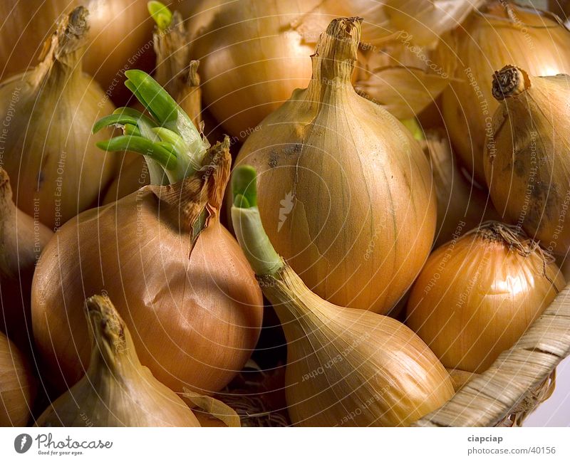 onion Onion Vegetable obiected cebula