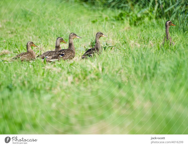 Duck march in the high grass Animal Bird Nature animal world Wild animal Cute Meadow animal behavior Authentic Group of animals Baby animal Summer Young bird