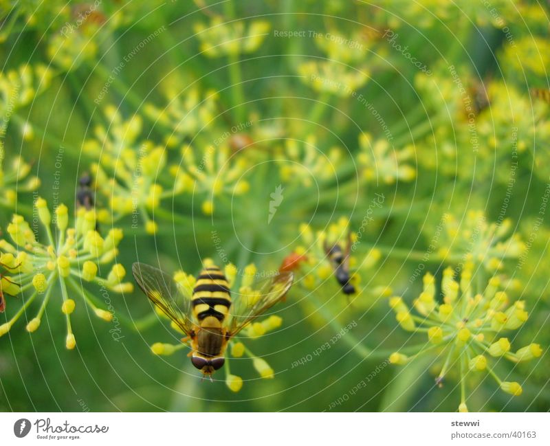 sand wasp Wasps Bee Flower Yellow Green Accumulation Stamen Transport Nectar hover wasp