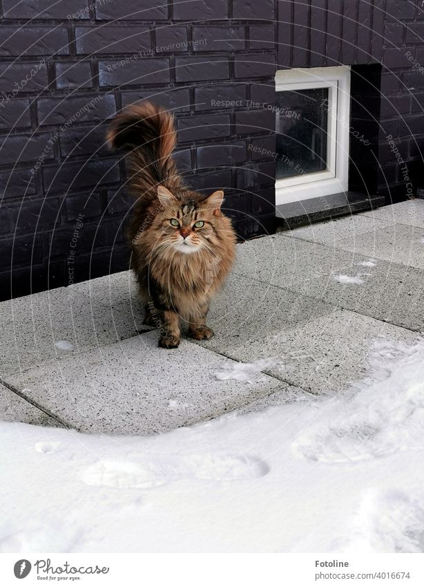 Bah snow the Maine Coon cat thinks to herself and asks to be carried back inside so she doesn't step on a snowflake. maine coon cat Cat Pelt Fluffy feline