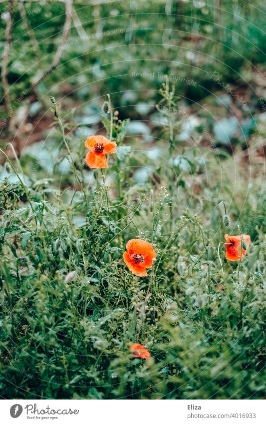 Red poppy in the green meadow Poppy poppies Corn poppy Meadow Field Spring blossom flowers Summer Flower Flower meadow Blossoming Grass Meadow flower