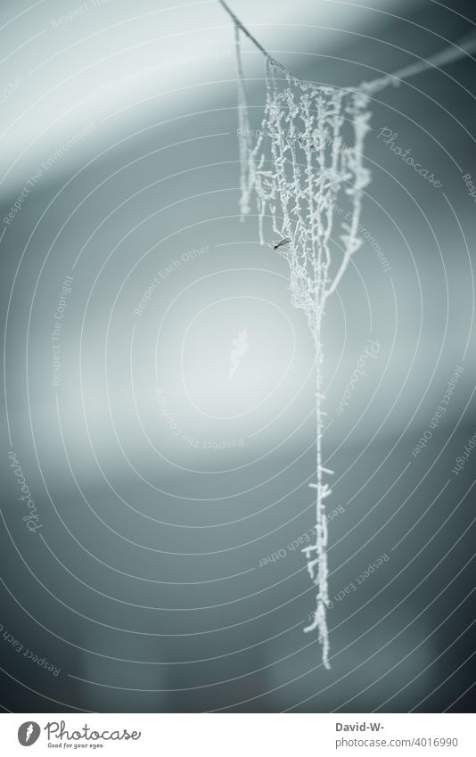 frosty - spider web covered with hoarfrost in winter Hoar frost Winter chill Cold icily Spider's web Ice Gray Winter's day Frost