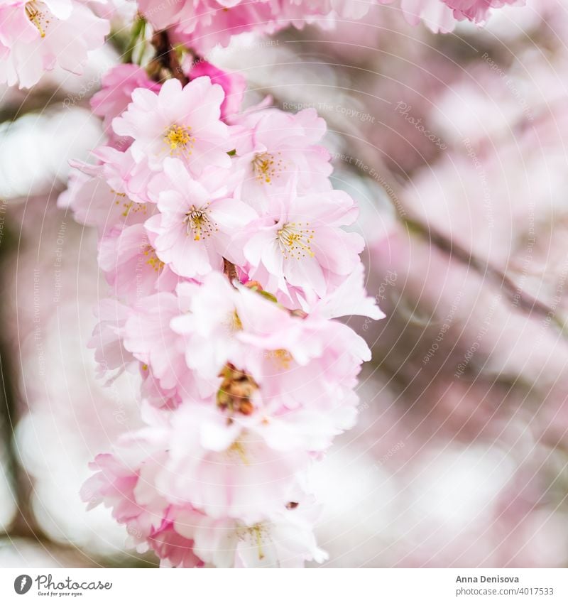 Close up of Pink Blossom Cherry Tree Branch, Sakura Flowers sakura blossom cherry tree spring background flower pink nature white garden season blooming