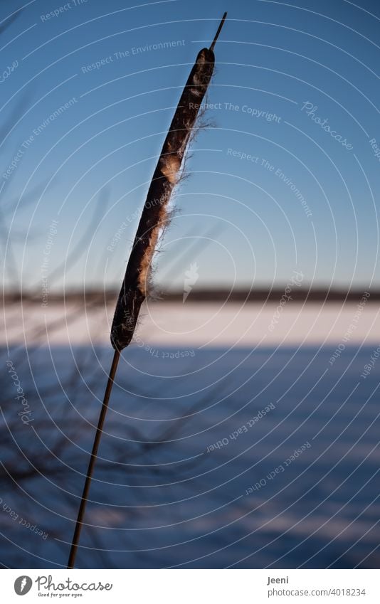 Single standing cattail on the shore of the frozen lake | blue sky on a cold winter day Cattail (Typha) Bulrush Plant Common Reed Reeds reed reed grass Winter