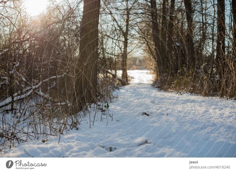 Snow-covered hiking trail in winter | The sun flashes through the branches and twigs of the trees Winter snow-covered Hiking trails Sunlight Back-light Sunbeam