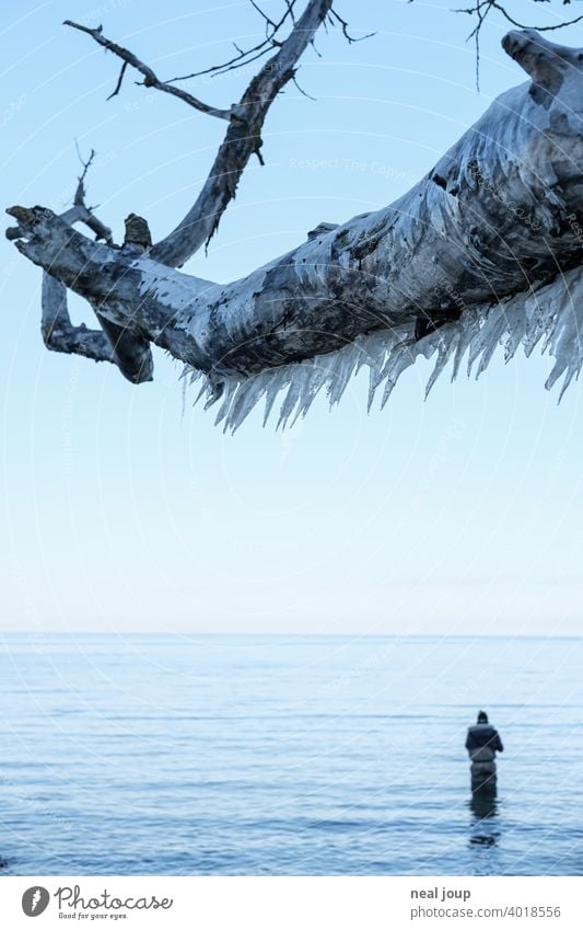 Thick branch full of icicles towers over the still wintry Baltic Sea where an angler tries his luck Exterior shot Nature Landscape coast Ocean steep coast
