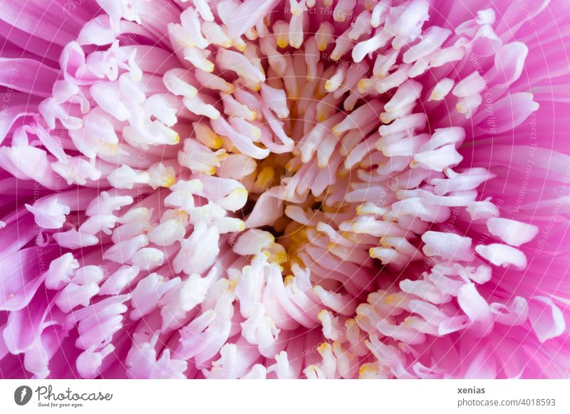 Macro shot: Filled dahlia in white and pink with yellow centre dahlia blossom Blossom Flower Plant Pink White filled Blossoming pretty Summer garden flower