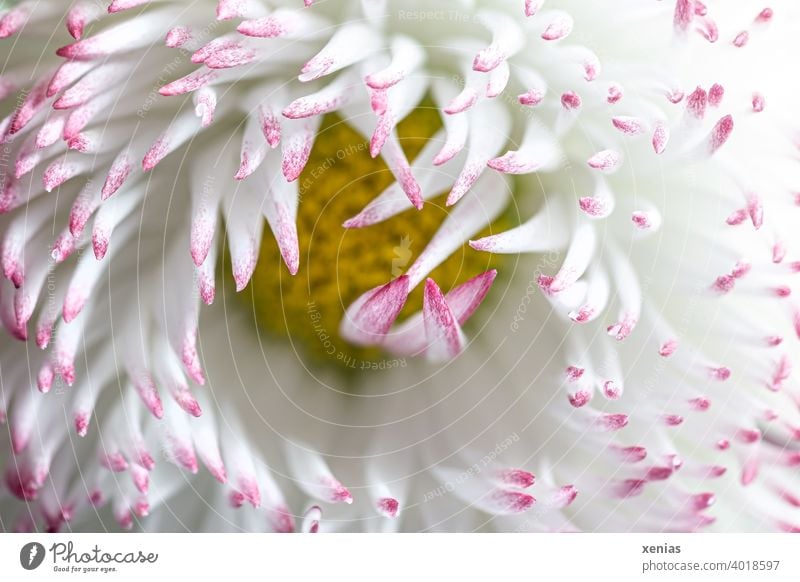 Macro shot: White daisy with pink tips opens Daisy Blossom leave Pink Yellow Point Flower Plant garden plant Spring Summer Blossoming petals Bellis