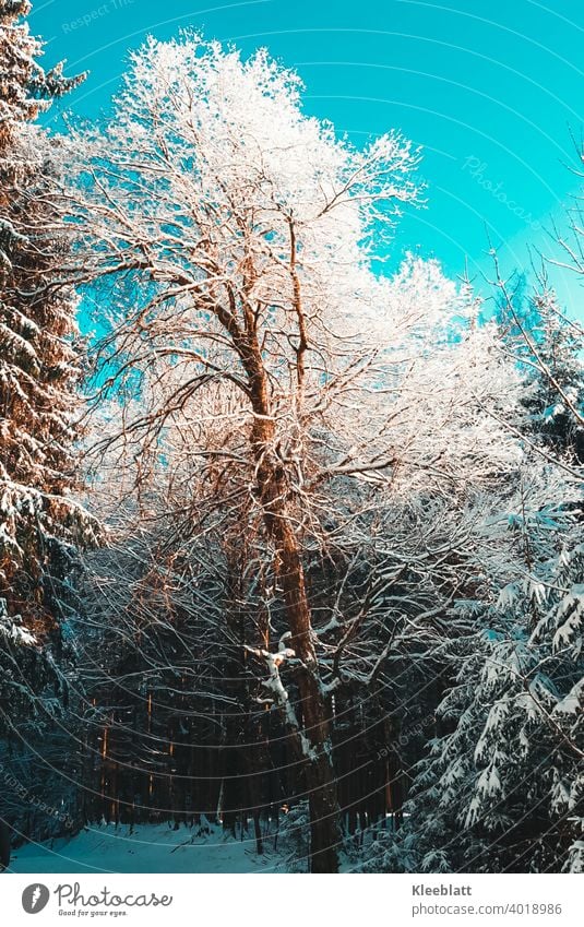 Iced tree in the forest in bright sunshine - winter idyll - Forest iced tree spiritual trees Snow Winter Sun Frost Tree Cold Nature White Exterior shot Deserted