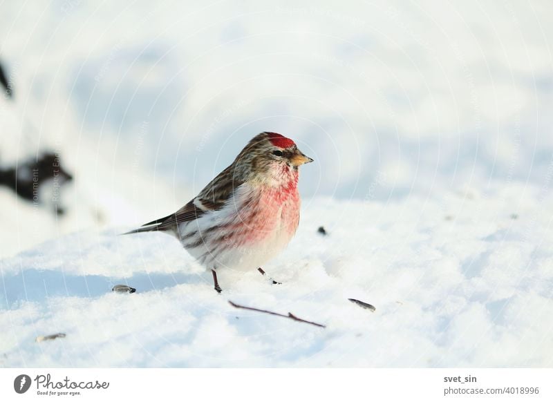 Acanthis flammea or Common Redpoll or Lesser Red-poll or Little Snowbird. A small bird Redpoll with a red tuft and breast sits in the blue snow on a sunny winter day.