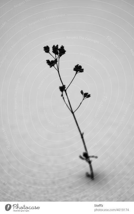 a little plant in the snow Snow chill onset of winter February Snow layer snow-covered cold snap winter cold Winter's day dreariness Loneliness Minimalistic