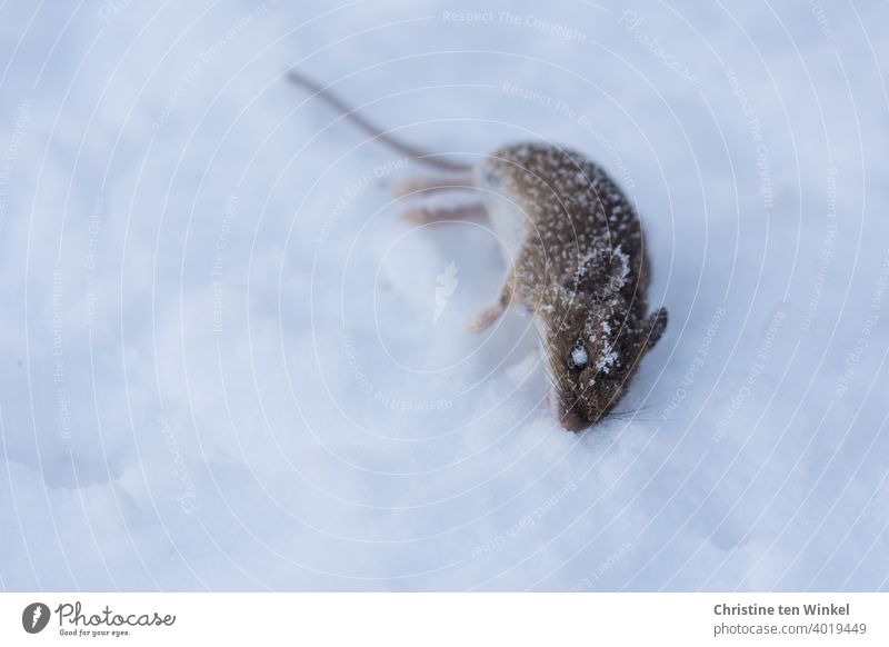 A small dead frozen mouse lies on its side in the snow Mouse dead mouse Lie Winter Snow Animal rodent Death Close-up Animal portrait Dead animal 1 Wild animal