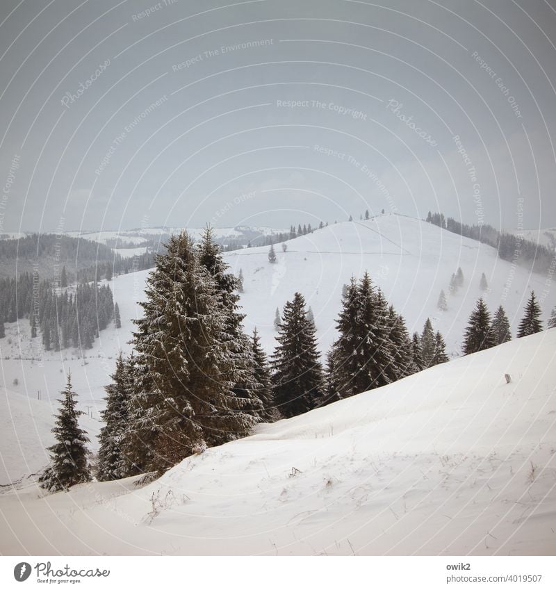 Over the mountains Snowscape Eastern Europe Sparse Forest Coniferous trees Bright White Cold Weather Snow layer Hill Panorama (View) Wanderlust Romania wide