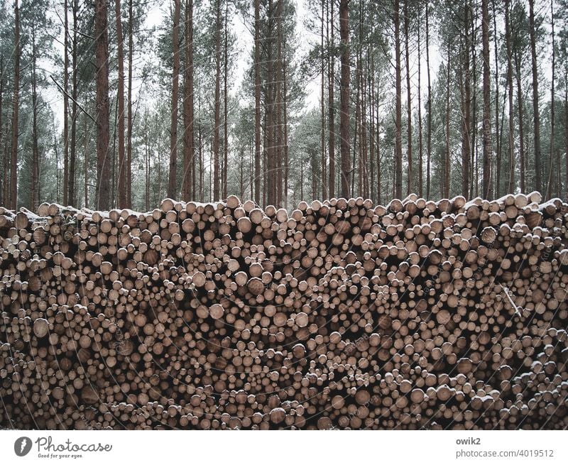 Clearing Squad Logging Forest Forestry Material sawn timber temporary storage Timber Supply Long shot Large Annual ring Lie Consecutively Fallen Transience Cut