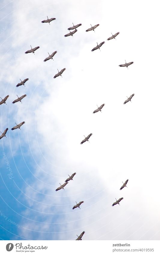 cranes Flying Formation Spring heralds of spring Sky Crane Holiday season shoofy Flock Bird Flock of birds cloud Migratory bird sky cloud flight picture Nature