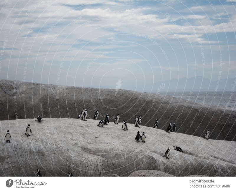 Group of penguins near Cape Town in South Africa. Photo: Alexander Hauk Penguins Animal animals Web-footed birds Sky Clouds Exterior shot Landscape format Rock