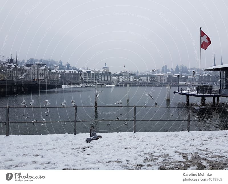 Winter atmosphere in Lucerne/Switzerland at the lake with seagulls and pigeon approaching. Snow Lake Water Exterior shot Colour photo Deserted Tourism Landscape