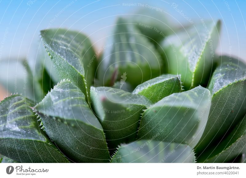 Haworthia magnifica from South Africa succulent variety acuminata near Gouritz river rosette