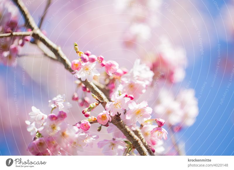 Cherry blossoms against blue sky Cherry tree Tree Colour photo Exterior shot Spring fever Pink Day Deserted Fragrance Beautiful weather Environment Plant