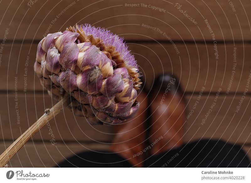 Woman in brown boots standing on a wooden floor holding a dried artichoke flower in her hand Artichoke Close-up Colour photo dehydrated Plant Artichokes Food