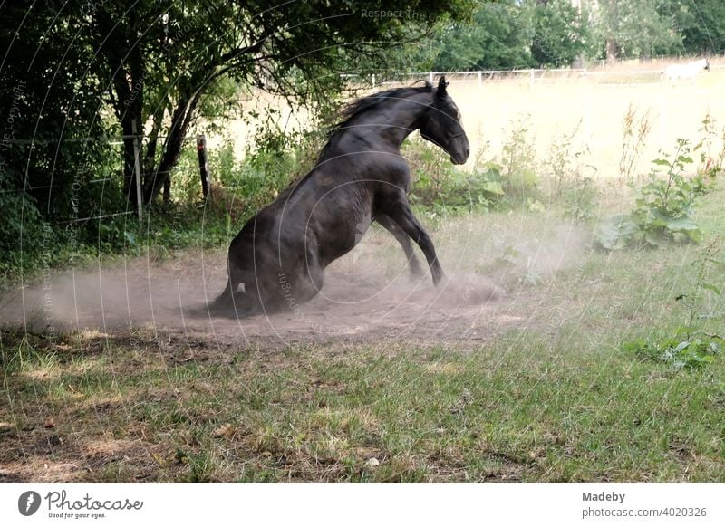 A riding horse rolls in the dust on its pasture in summer in Asemissen near Bielefeld in East Westphalia-Lippe Horse Willow tree Meadow Nature Summer Season