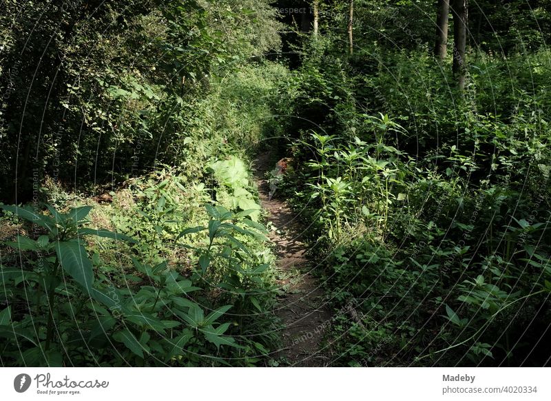 Trail through the undergrowth of the Teutoburg Forest in Oerlinghausen near Bielefeld in East Westphalia-Lippe Green Nature Landscape path off hiking trail