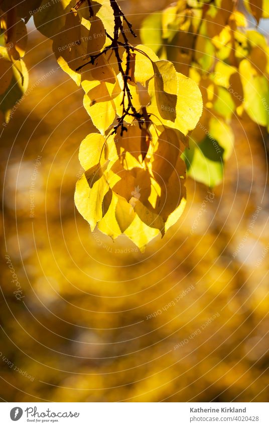 Cluster of Yellow Leaves leaf leaves gold golden fall Autumn branch treen cluster copy space vertical autumnal Season Seasonal plant Flora change changing glow