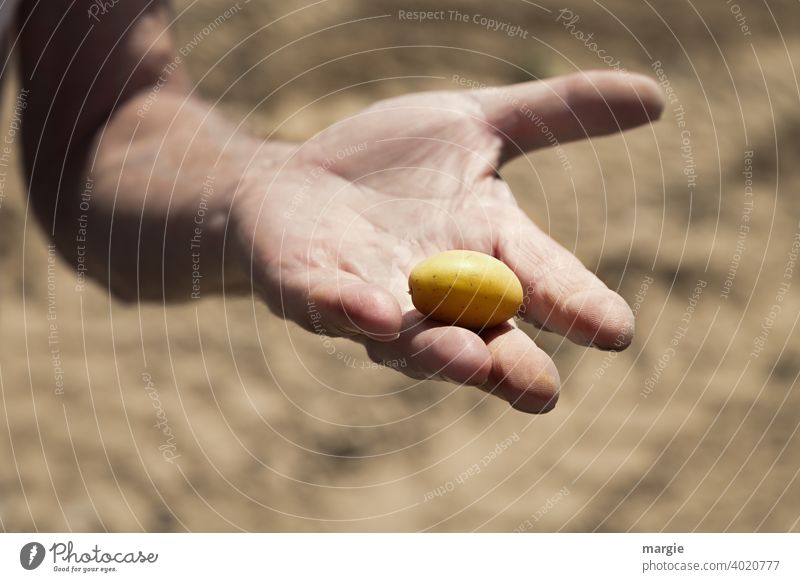 A big hand shows a small potato over a blurred potato field Hand Fingers Human being Man Agriculture Exterior shot Farmer Harvest Fresh Vegetable Organic Nature