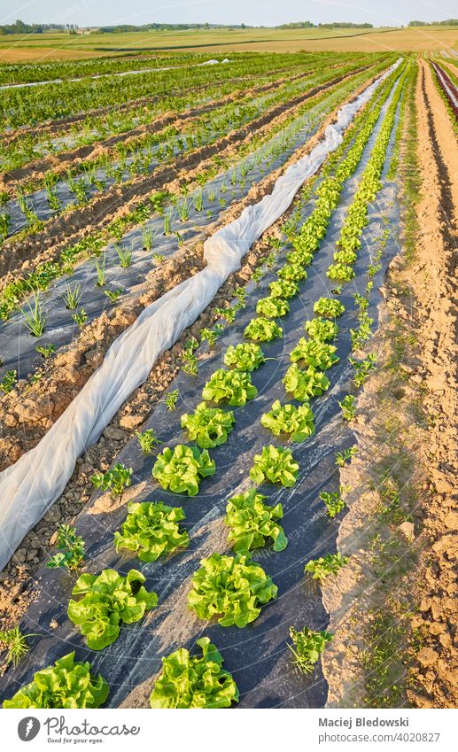 Organic vegetable farm field with lettuce patches covered with plastic mulch at sunset. organic eco agriculture food foil industry plasticulture produce green