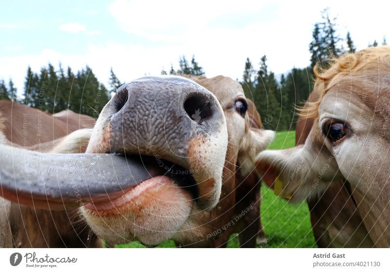 A curious young cow sticks out her tongue Cow brown cattle Cattle cows Dairy cow Head eyes Muzzle Tongue Stick out Stretching Nose Nostrils Funny wittily