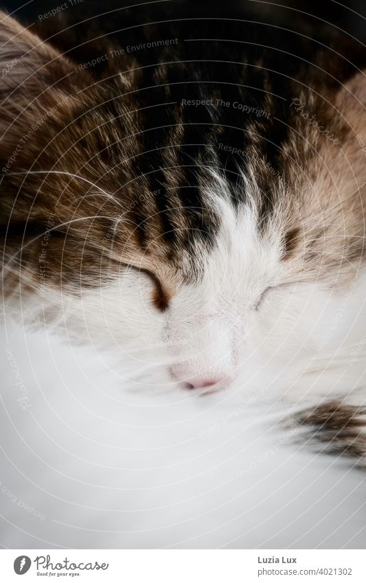 Cat dream or a cat white and mackerel sleeps, eyes closed and nose buried in soft fur Dreamily mackerelled enchanting Pelt daintily pretty Domestic cat Whisker
