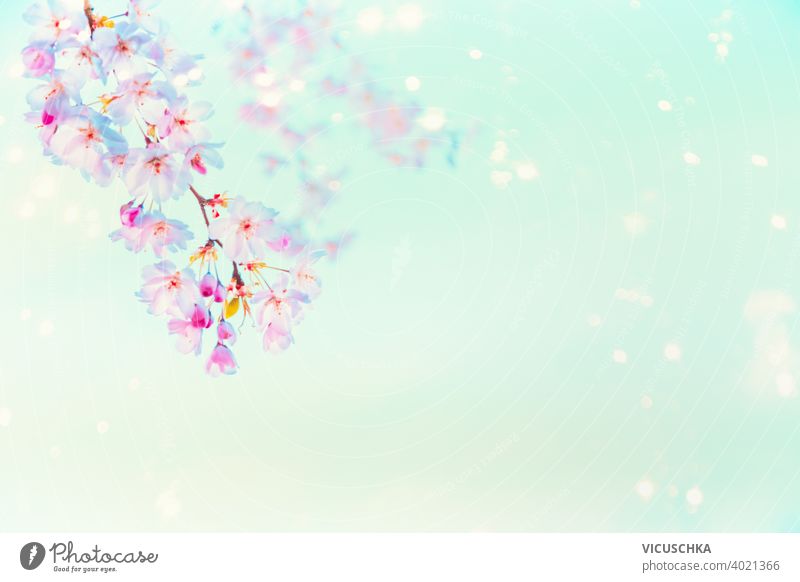 Springtime pink cherry blossom with sunshine bokeh at  turquoise blue background . Nature abstract beautiful beauty branch bud floral flower garden light nature