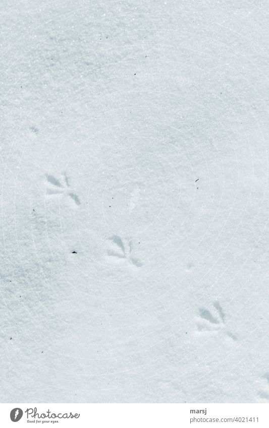 Deepening. 3 Footprints of a bird on white snow in rank and file bird tracks Snow White Tracks Tracking Animal tracks Frost Cold Snow track