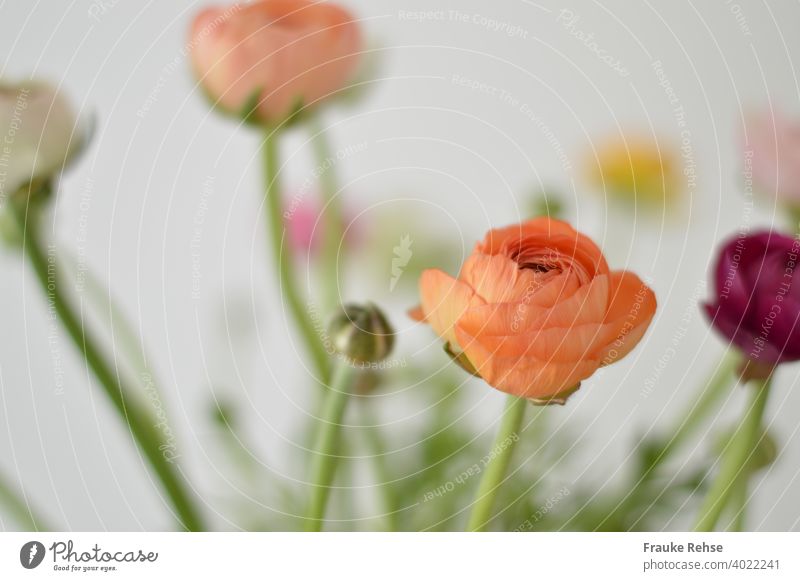 Ranunculus flowers and buds in orange, apricot and purple, with only the foremost flower (orange) in focus, everything else is blurred. Background is white.