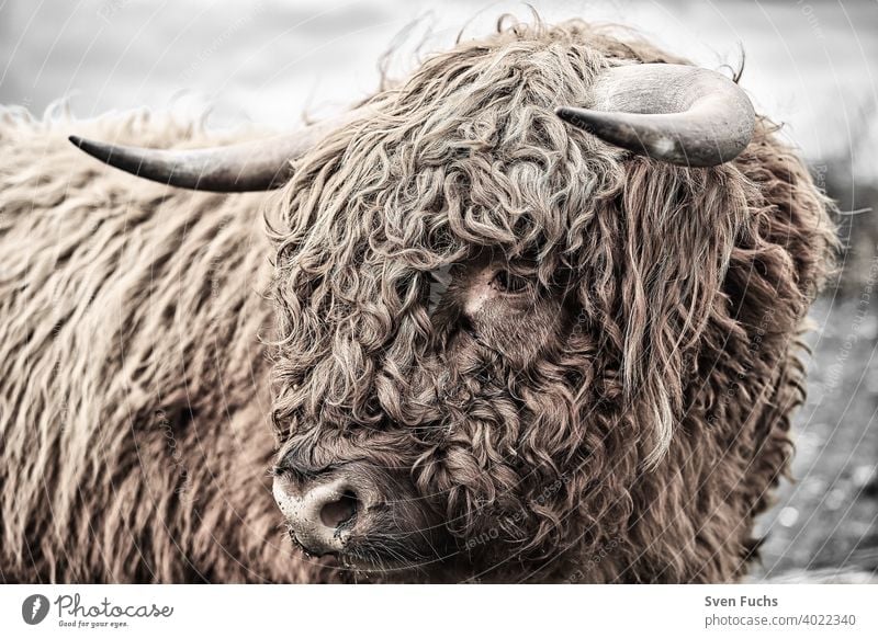 Face of a Galloway with shaggy hair Galloways Cattle breeding animal Agriculture Pelt horns Cow Animal cattle bull highland Bison buffalo Farm Mammal Hairy