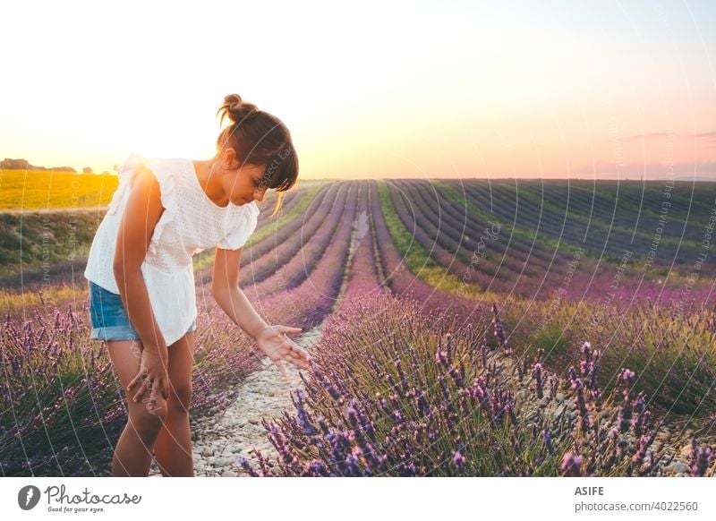 Cute girl touching flowers in a french lavender field at sunset child kid summer fun joy happy Provence France nature vacation landmark people one Europe