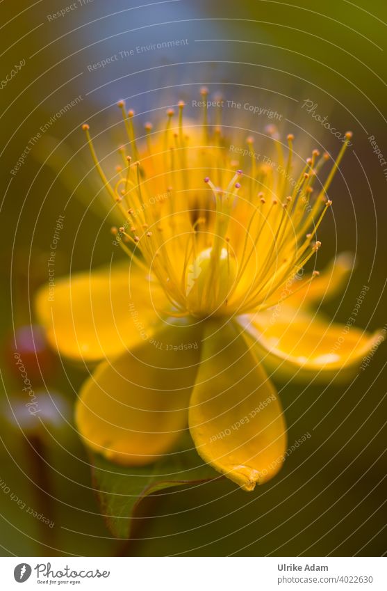 Yellow flower of the blood St. John's wort ( Hypericum androsaemum ) St. Johns Wort hypericum Blossoming Flower Summer Plant Nature Relaxation Harmonious