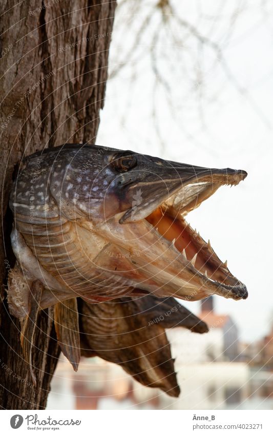 Pikeheads Teeth fish Tree bark reflection Flake Fin Muzzle Upper jaw Lower jaw dead Death Pattern Eyes Dried Canned dissected Freshwater Forward Fear of death